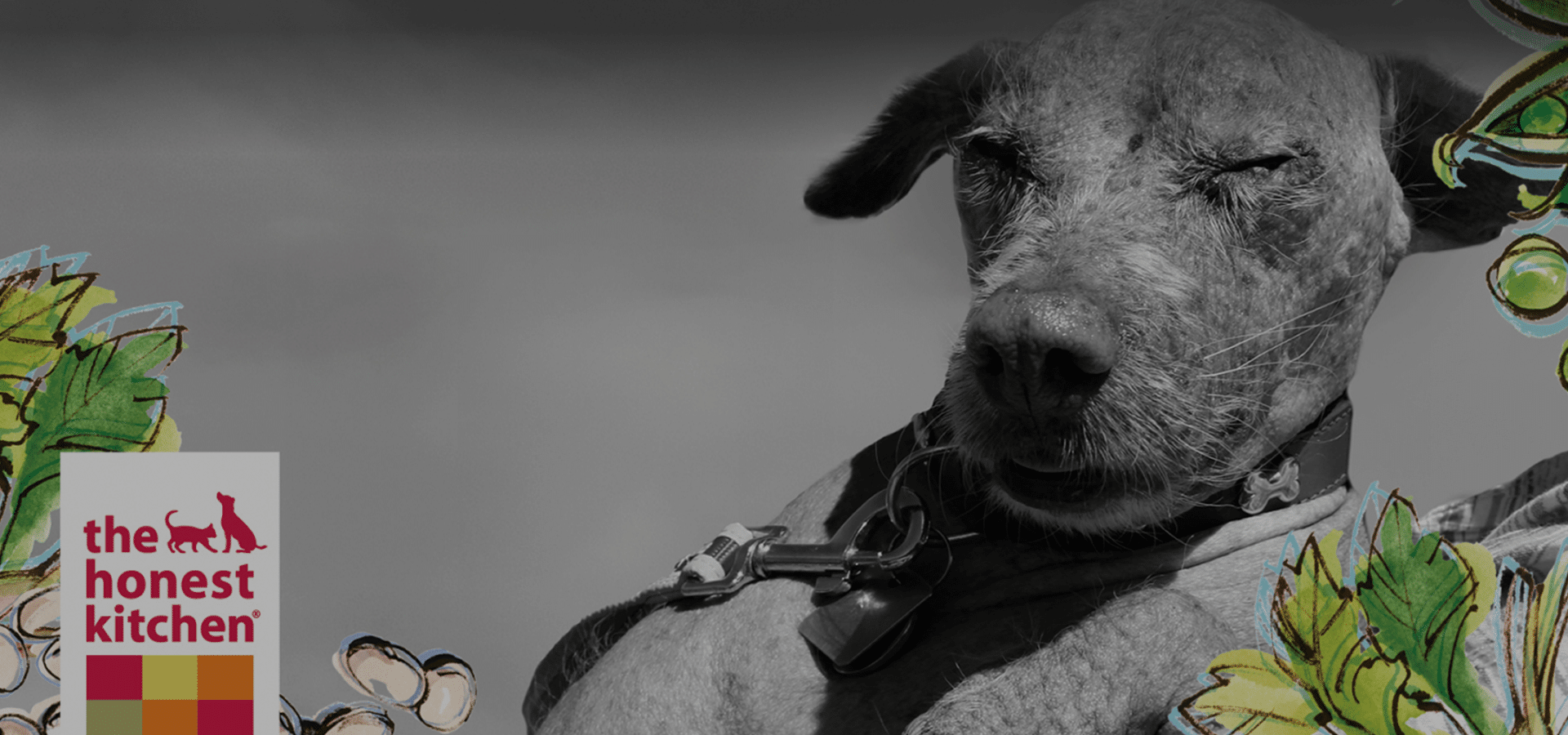 HonestKitchen- Hero Video