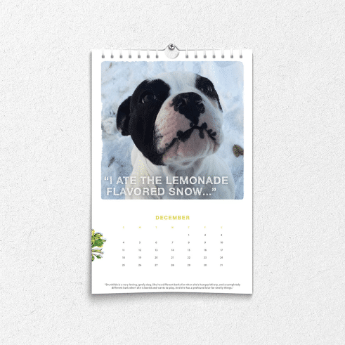 HonestKitchen_PetCalendar_square_6_2x